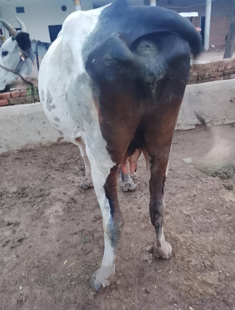 cross bread cow 4