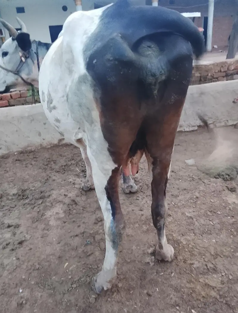 cross bread cow — photo 5