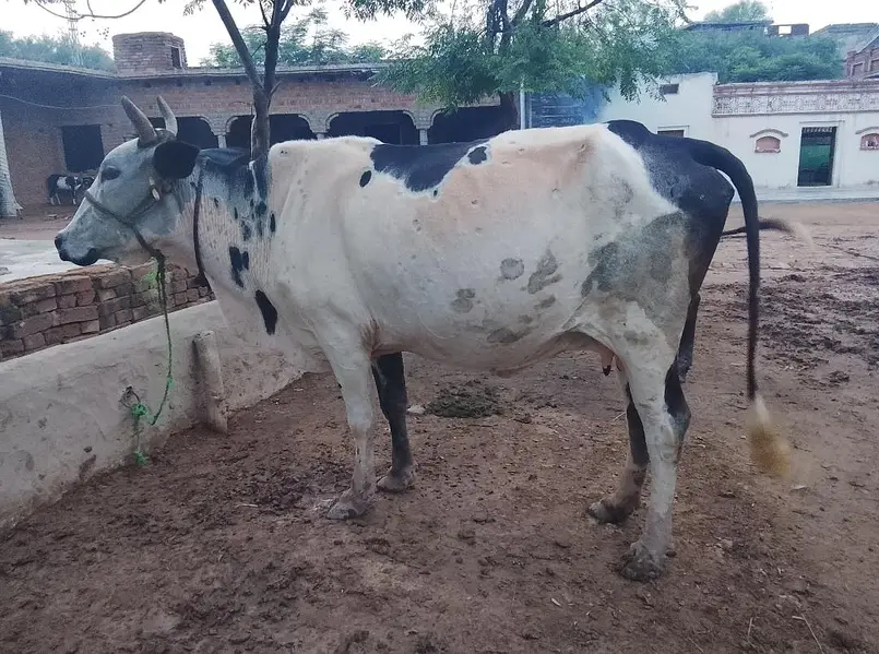cross bread cow — photo 6