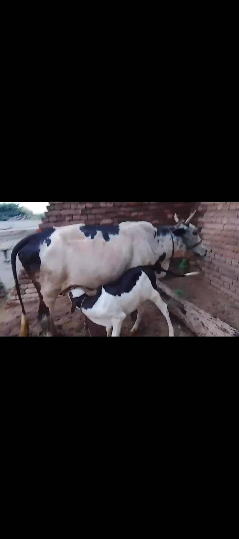 cross bread cow 6