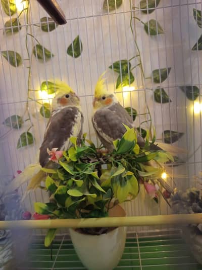 Cockatiel Pair with Cage & Wooden Nest Box for Sale