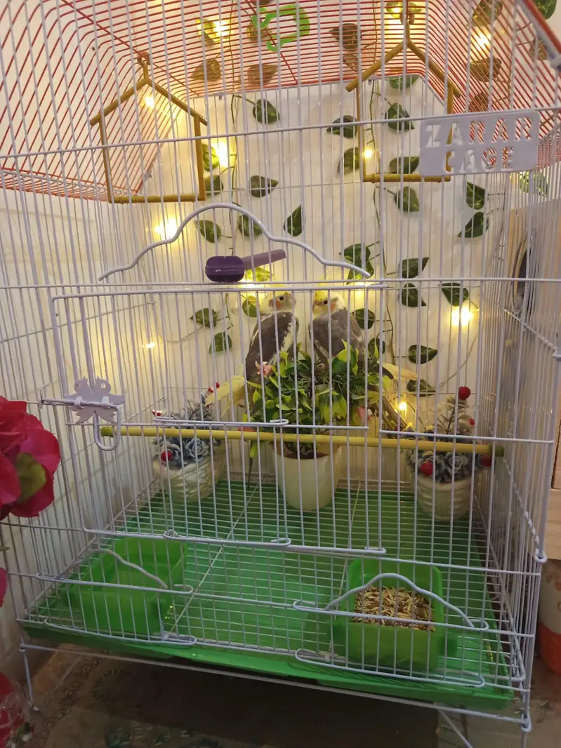 Cockatiel Pair with Cage & Wooden Nest Box for Sale — photo 2