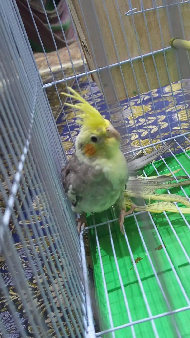 Cockatiel Pair with Cage & Wooden Nest Box for Sale — photo 3