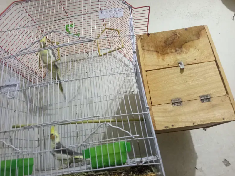 Cockatiel Pair with Cage & Wooden Nest Box for Sale — photo 4