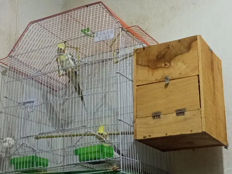 Cockatiel Pair with Cage & Wooden Nest Box for Sale — photo 5