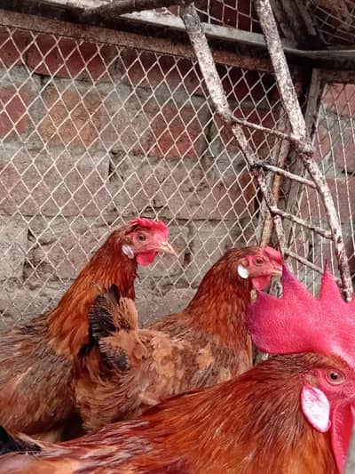 Desi hens for sale