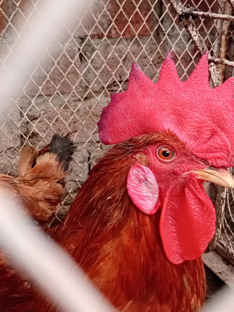 Desi hens for sale — photo 2