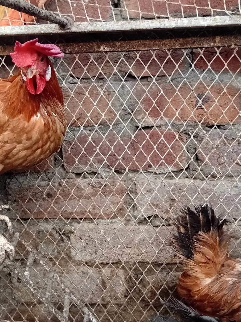 Desi hens for sale — photo 3