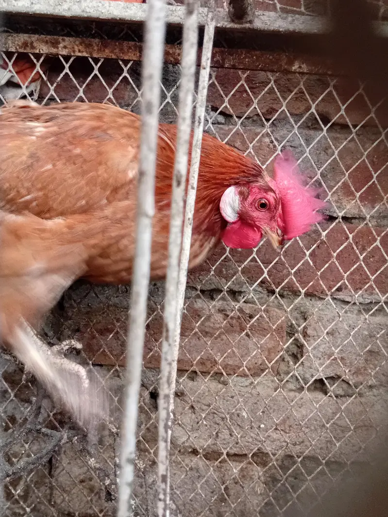 Desi hens for sale — photo 4