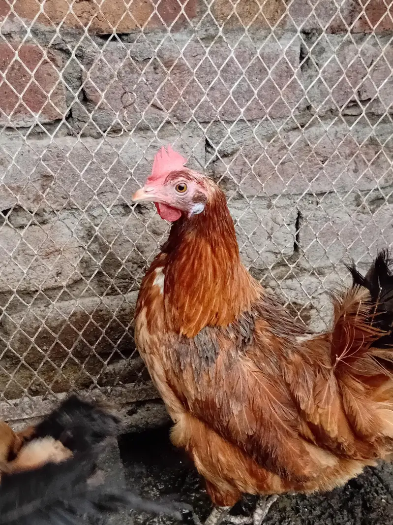 Desi hens for sale — photo 5
