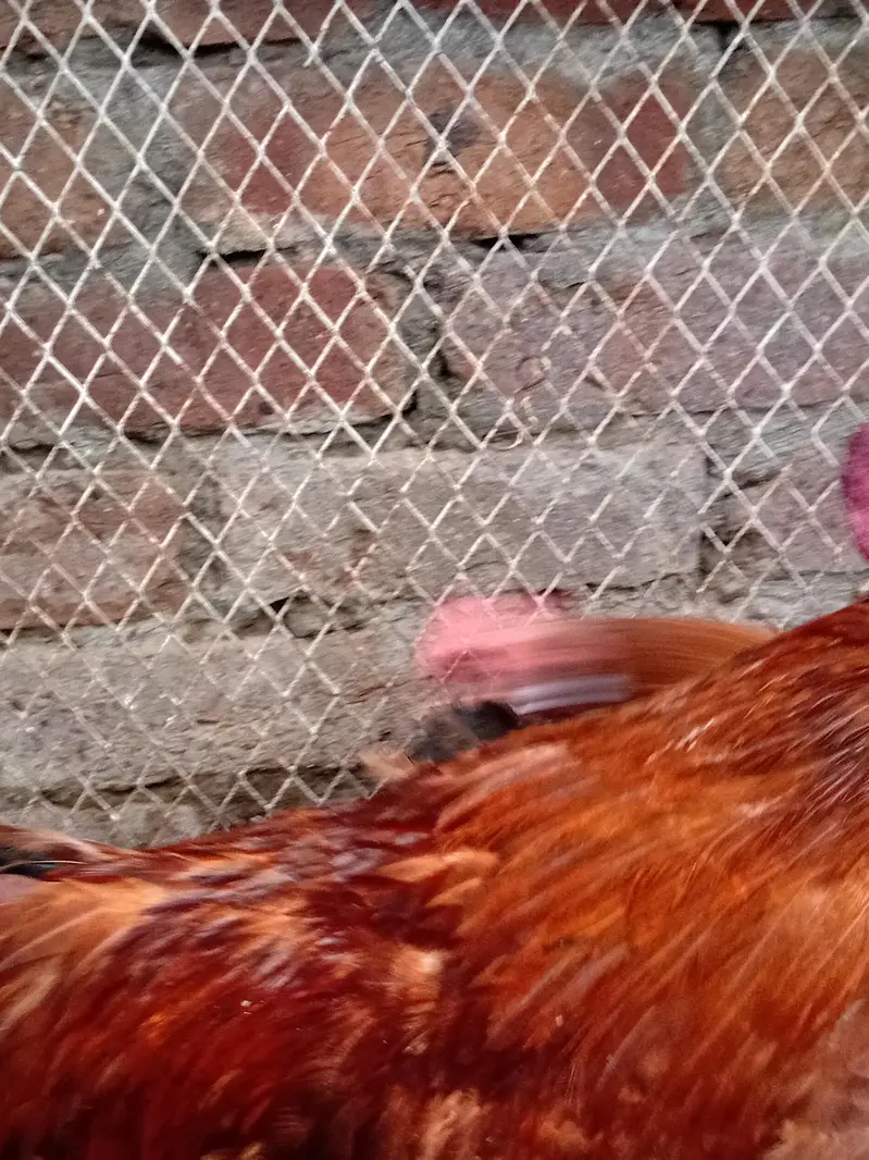 Desi hens for sale — photo 6