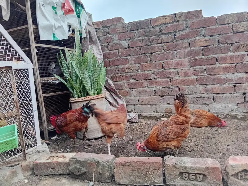 Desi hens for sale — photo 7