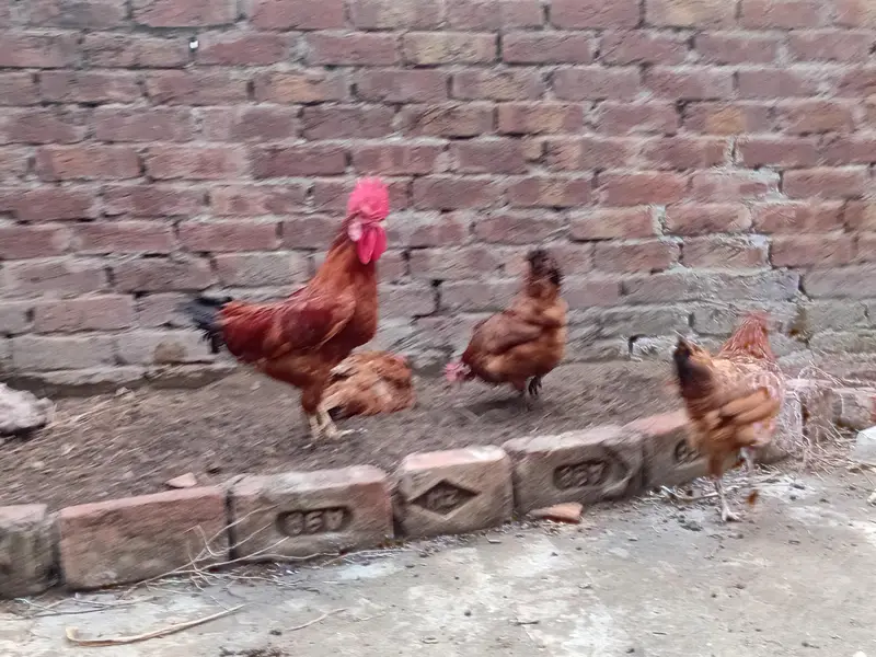 Desi hens for sale — photo 8