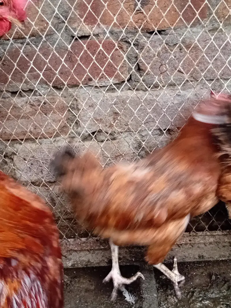 Desi hens for sale — photo 9