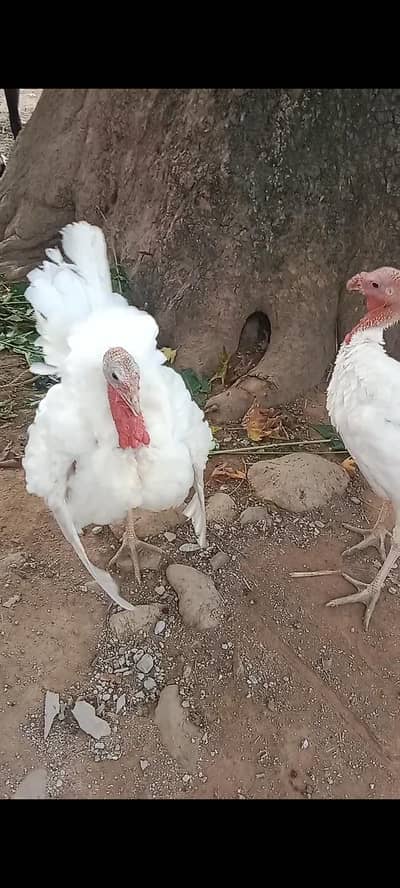 White turkey bird pair