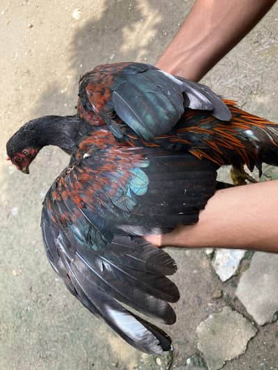 pure aseel hen for sell . price : 25000 for all. single item avaliable.
