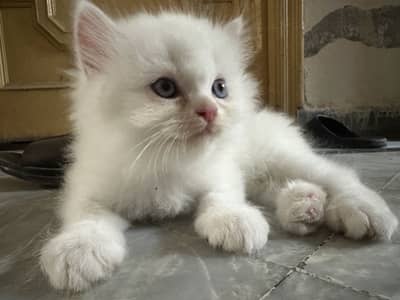 Persian kittens