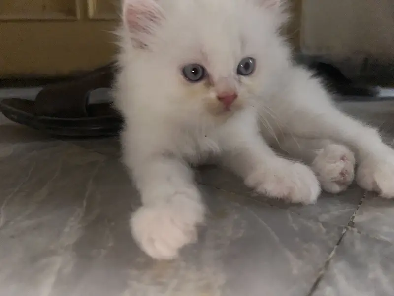 Persian kittens — photo 2