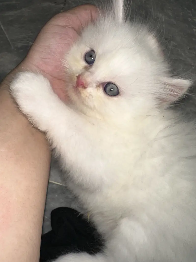 Persian kittens — photo 3