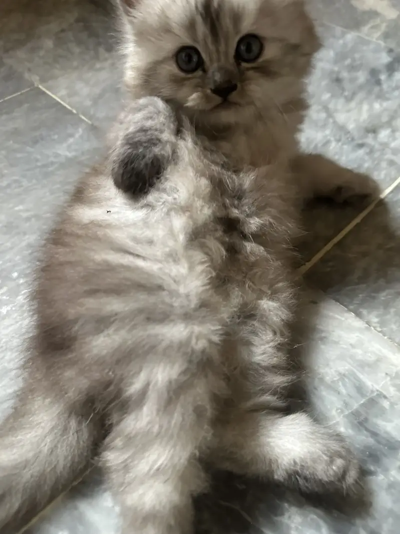 Persian kittens — photo 4