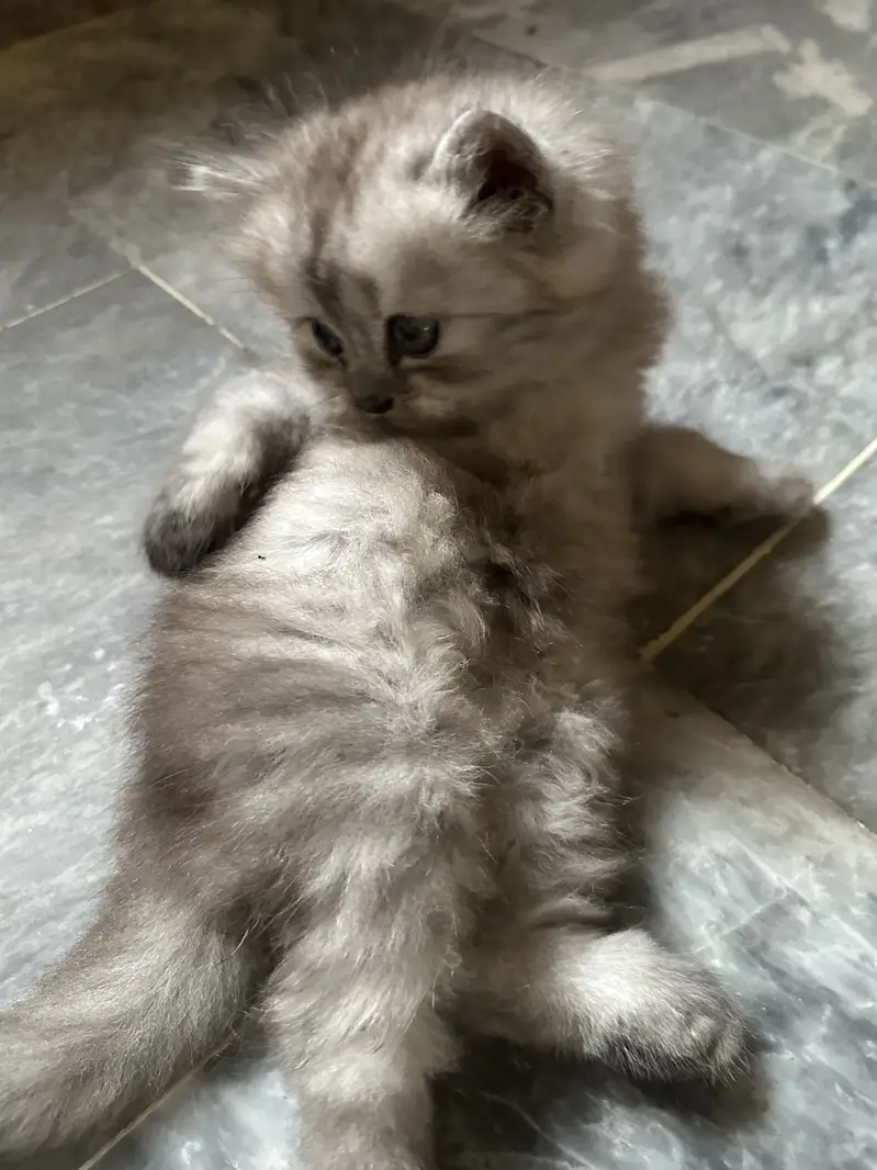 Persian kittens — photo 5