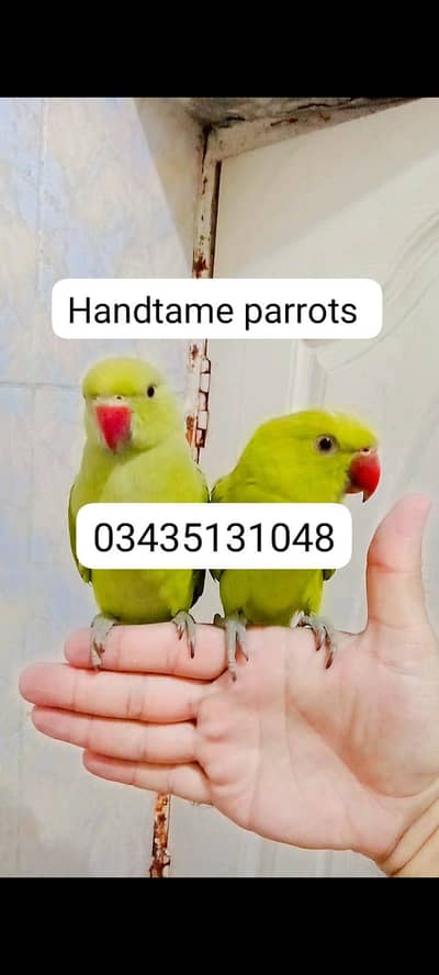 Single 5000 pair 10000 Green ringneck parrots handtame