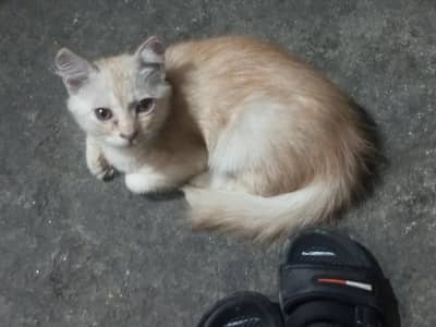 Cute & Healthy Cat for Sale | Playful & Active