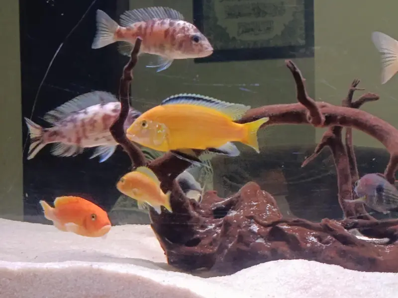 African cichlid for sale at Scheme 33