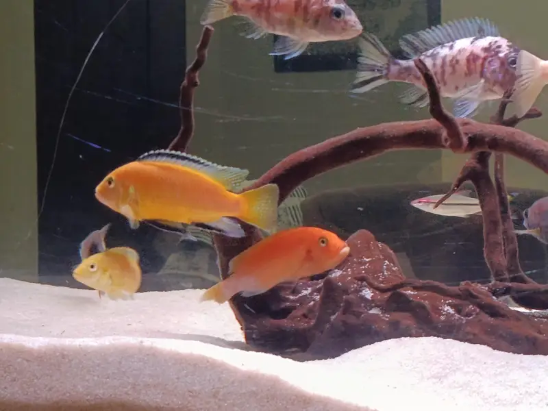 African cichlid for sale at Scheme 33 — photo 2