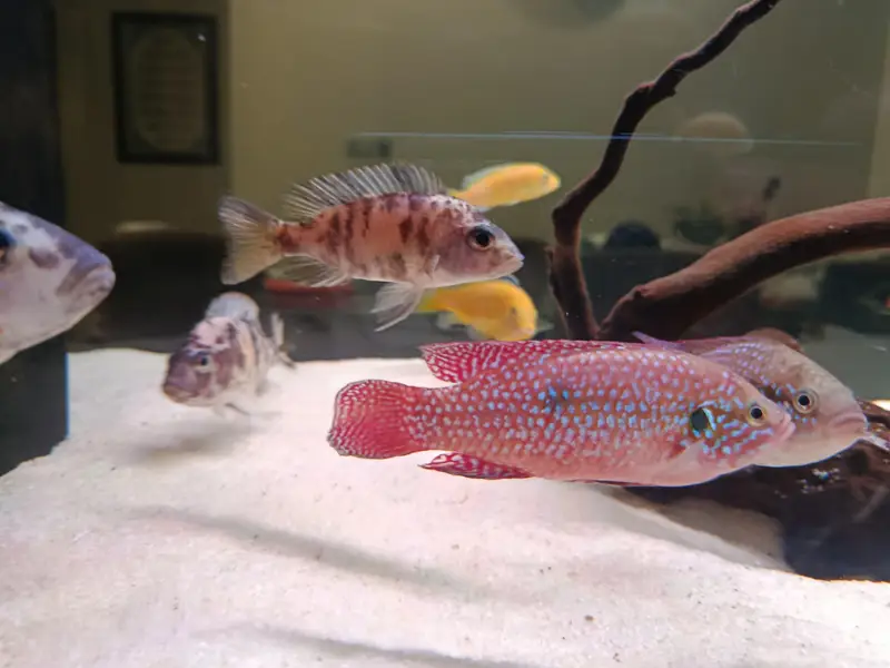 African cichlid for sale at Scheme 33 — photo 3