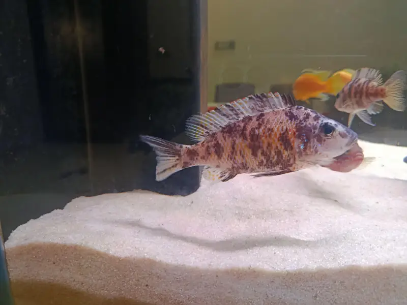 African cichlid for sale at Scheme 33 — photo 4