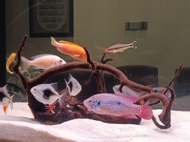 African cichlid for sale at Scheme 33 — photo 5