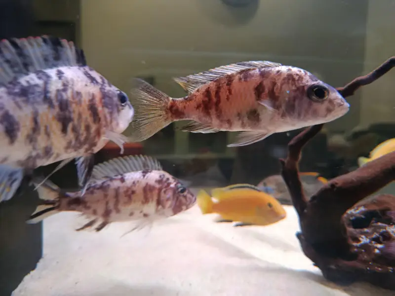 African cichlid for sale at Scheme 33 — photo 6