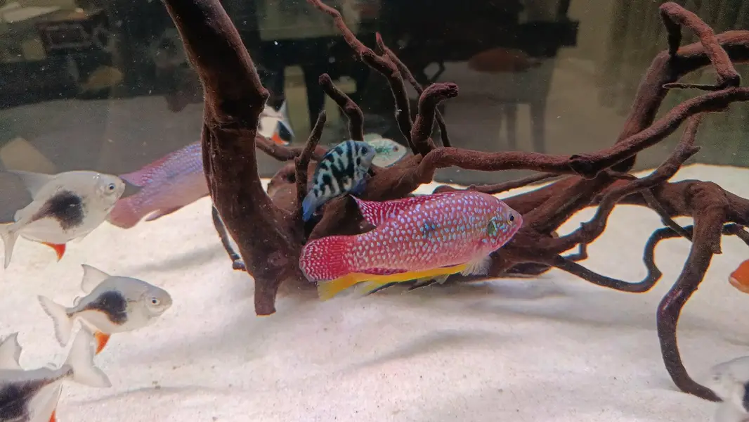 African cichlid for sale at Scheme 33 — photo 7