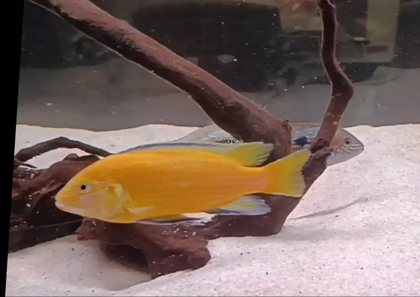 African cichlid for sale at Scheme 33 — photo 9