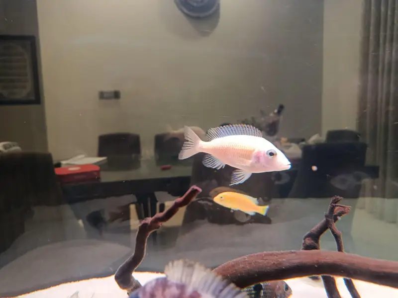 African cichlid for sale at Scheme 33 — photo 10