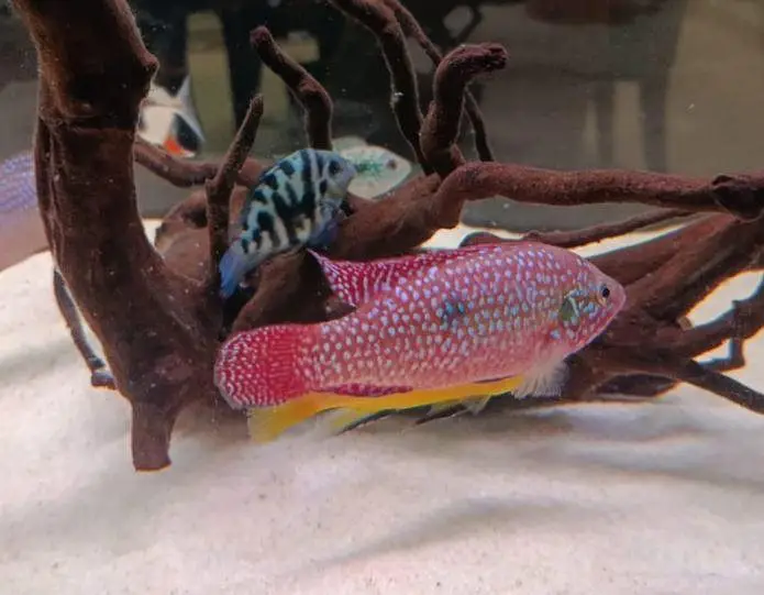 African cichlid for sale at Scheme 33 — photo 11