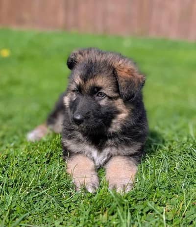 German Shepherd Puppy Long Coat