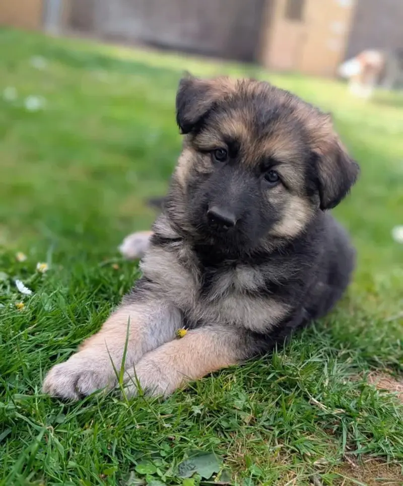 German Shepherd Puppy Long Coat — photo 2