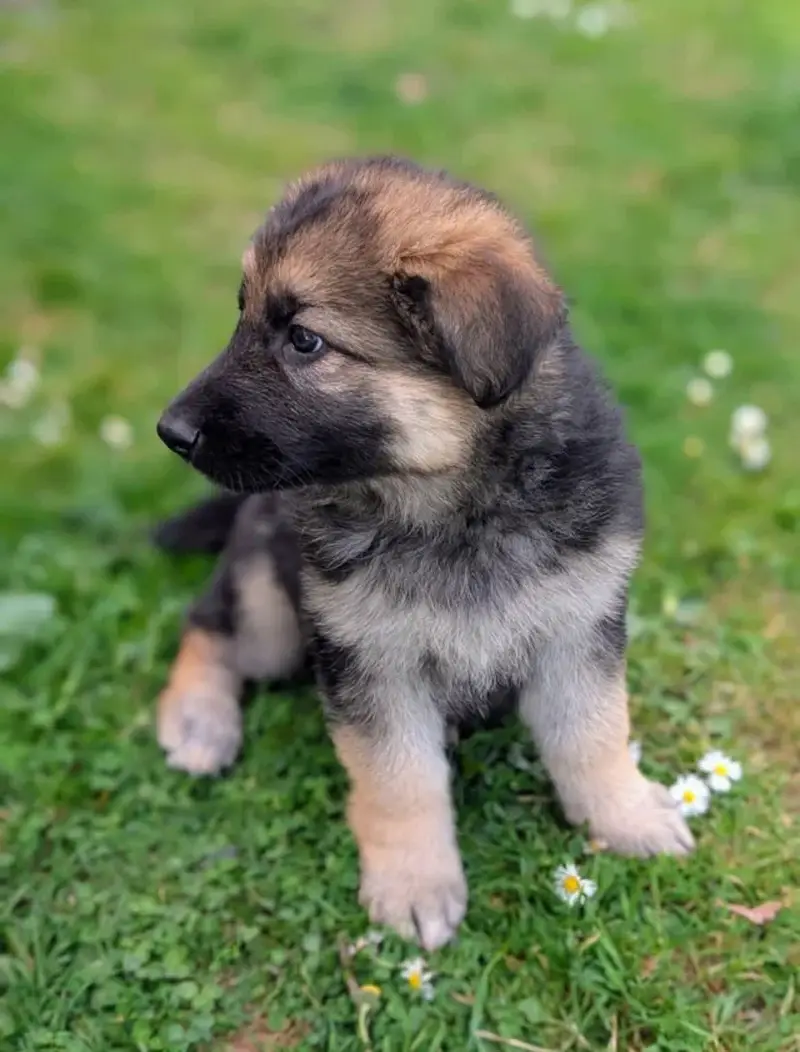 German Shepherd Puppy Long Coat — photo 3