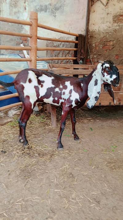 Gabban Bakri | Goat | 3rd sowa | Goat for sale