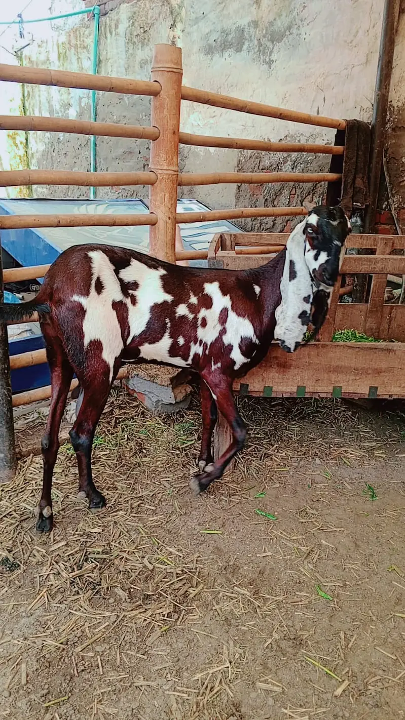 Gabban Bakri | Goat | 3rd sowa | Goat for sale — photo 3