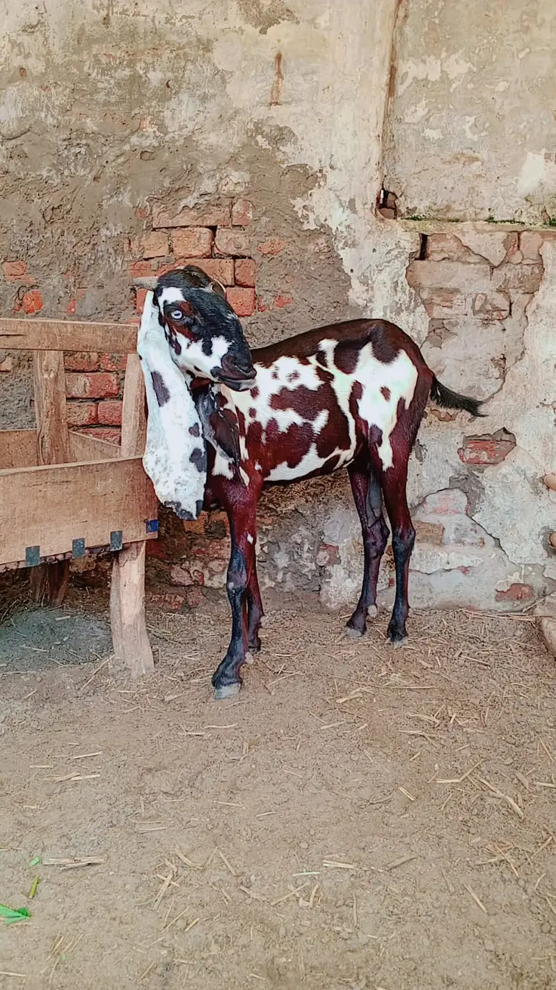 Gabban Bakri | Goat | 3rd sowa | Goat for sale — photo 4