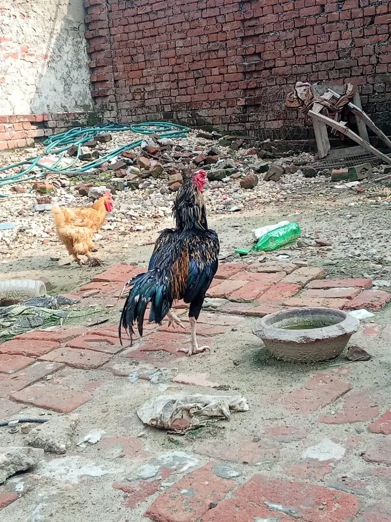 aseel mianwali pair — photo 3