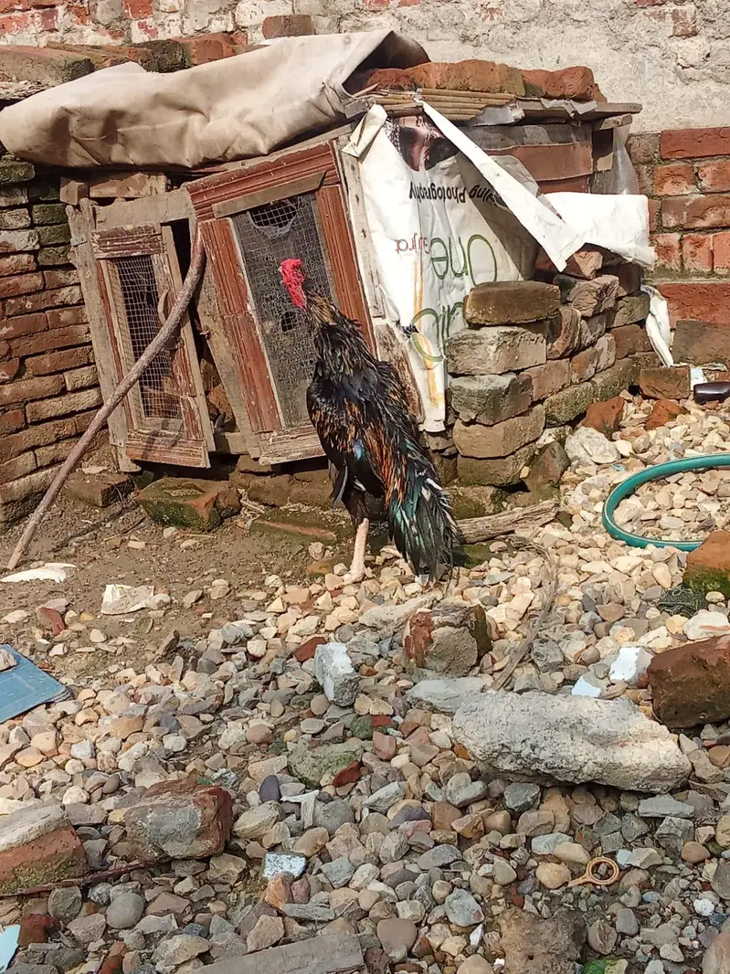 aseel mianwali pair — photo 5