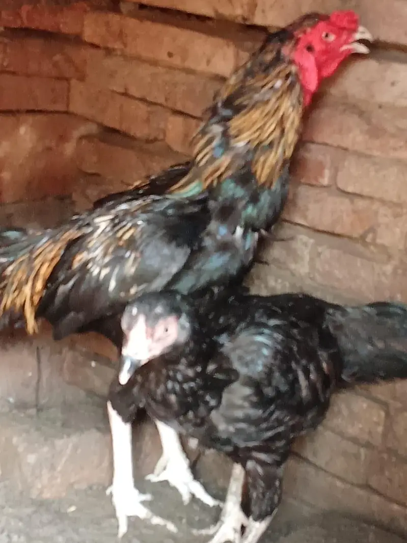 aseel mianwali pair — photo 6