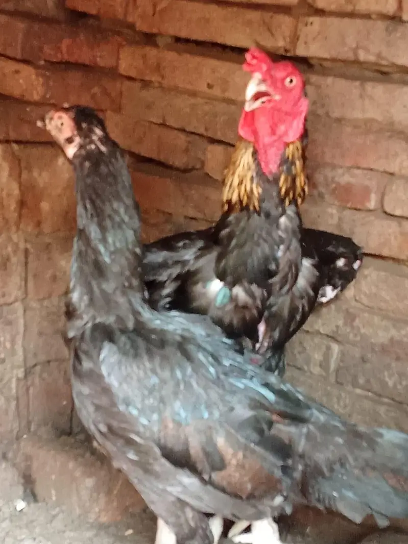 aseel mianwali pair — photo 8