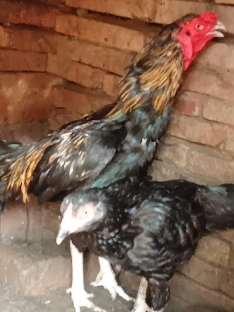 aseel mianwali pair — photo 9