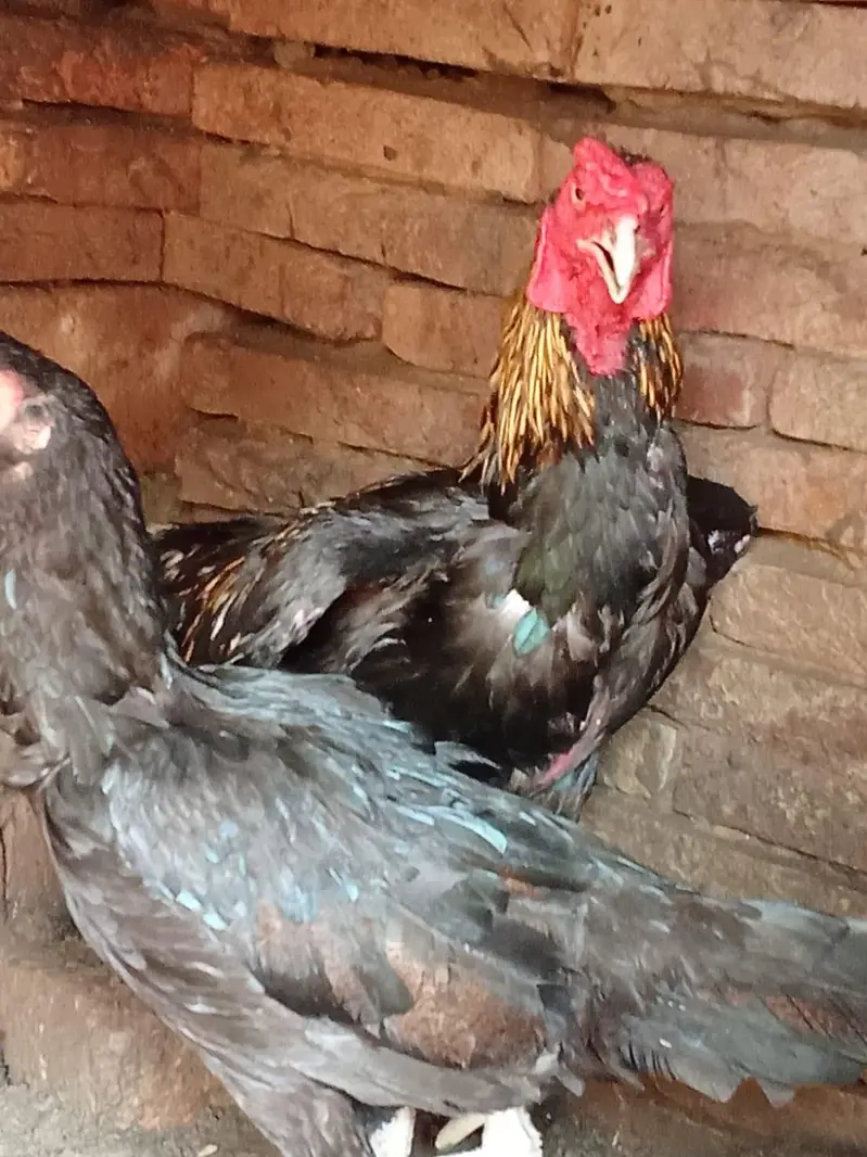 aseel mianwali pair — photo 10