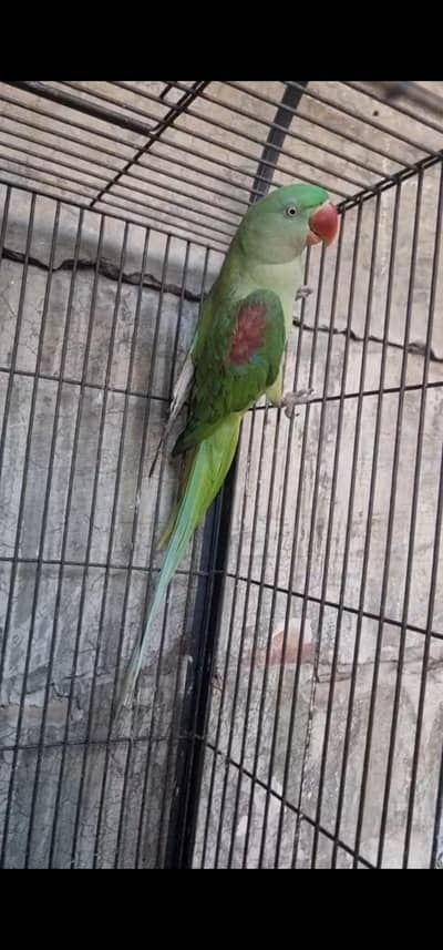 Good birds